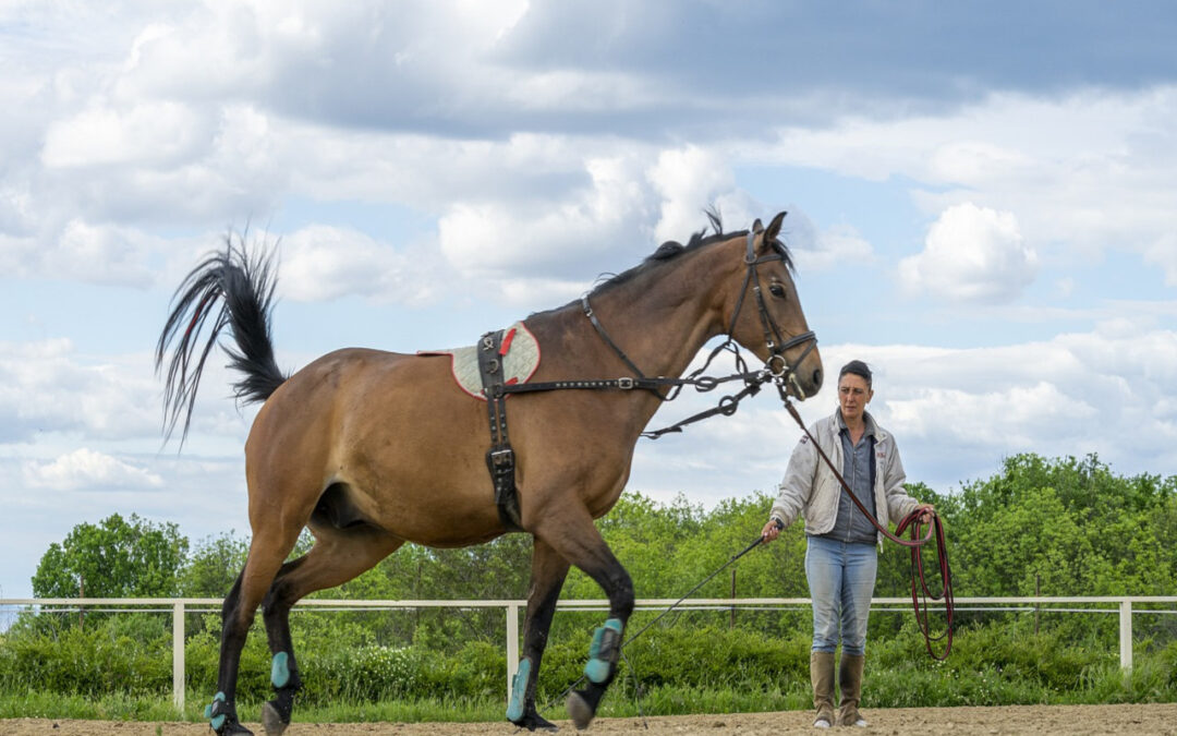 Horse Training – Four Lessons to Teach Your Horse