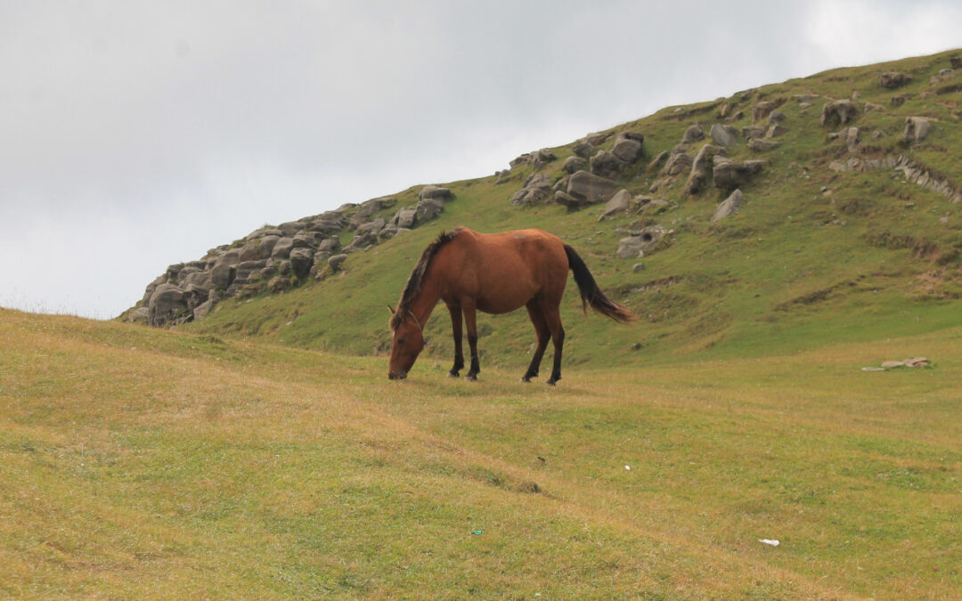 Horse Training – Handling Bad Habits